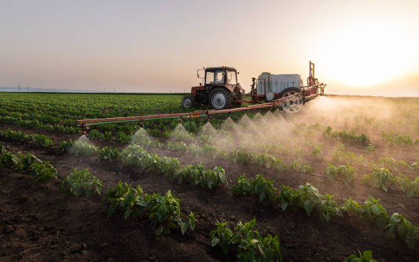 Best Ant Control Services  in Horseshoe Bay, TX