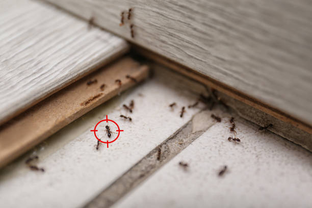 Best Pest Control for Businesses  in Horseshoe Bay, TX