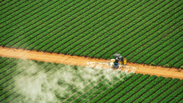 Best Ant Control Services  in Horseshoe Bay, TX
